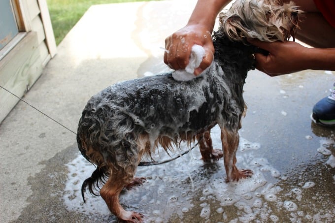 can you wash a dog with palmolive