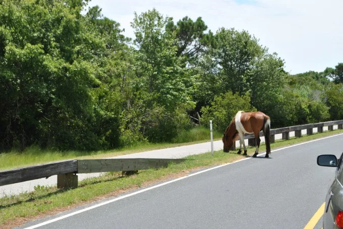 Horse-Road-Trip