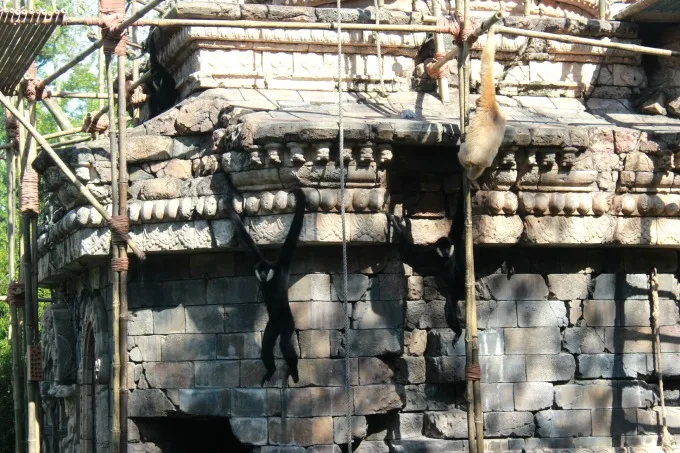 animal-kingdom-monkeys