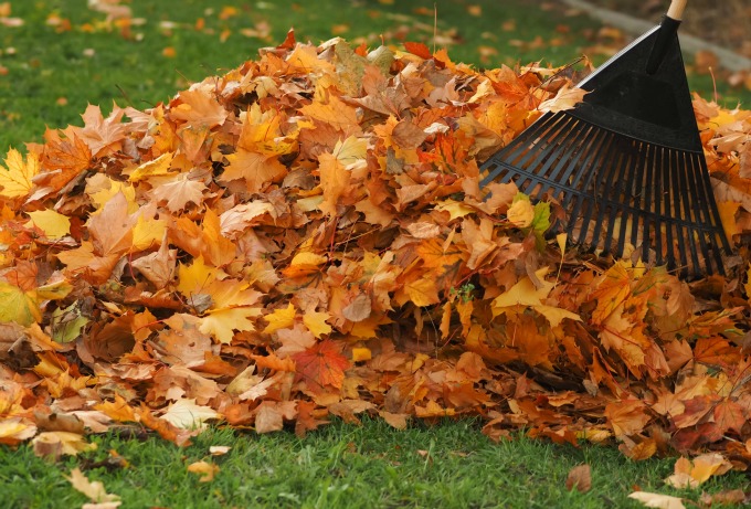 rake-leaves